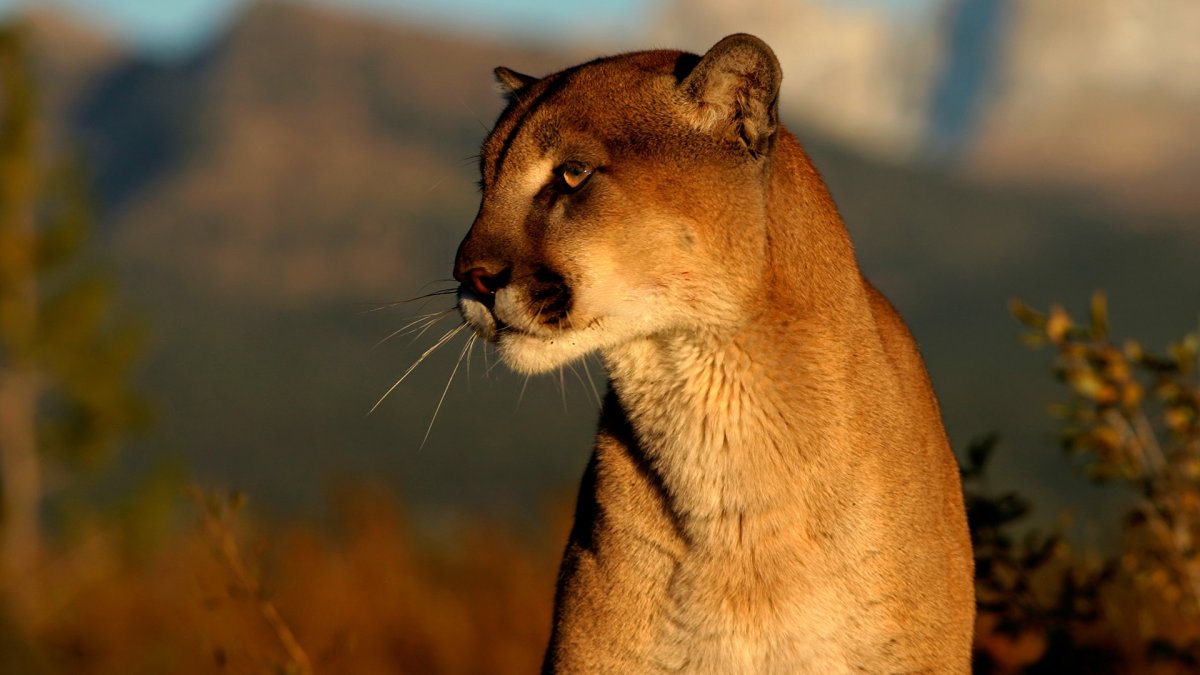 Стоун Кугуар кошка