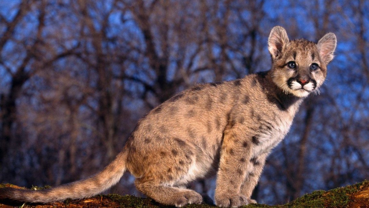 Пума рисунок