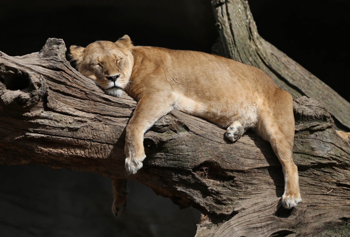 Пума Кугуар зелёный глаз