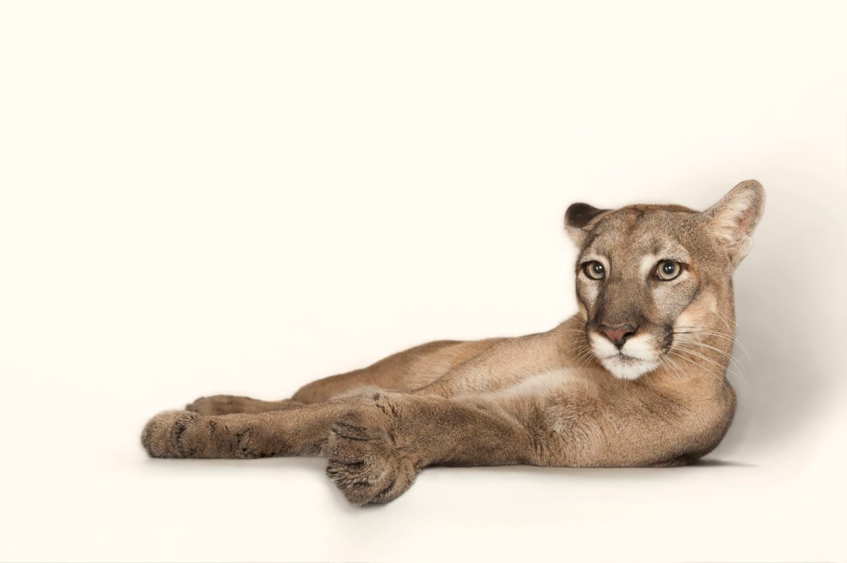 Пума лежит