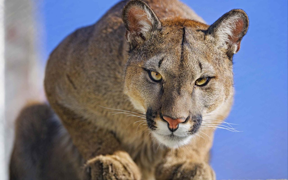 Пума вектор vector Puma