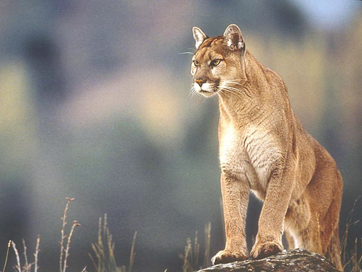 Daniel Smith художник