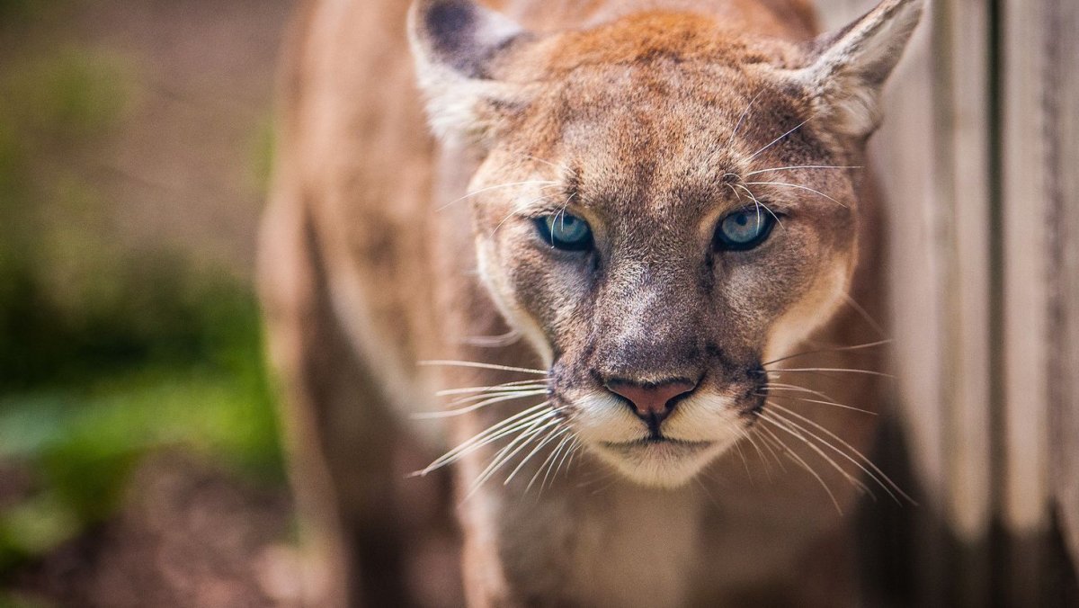 Австралийская Пума