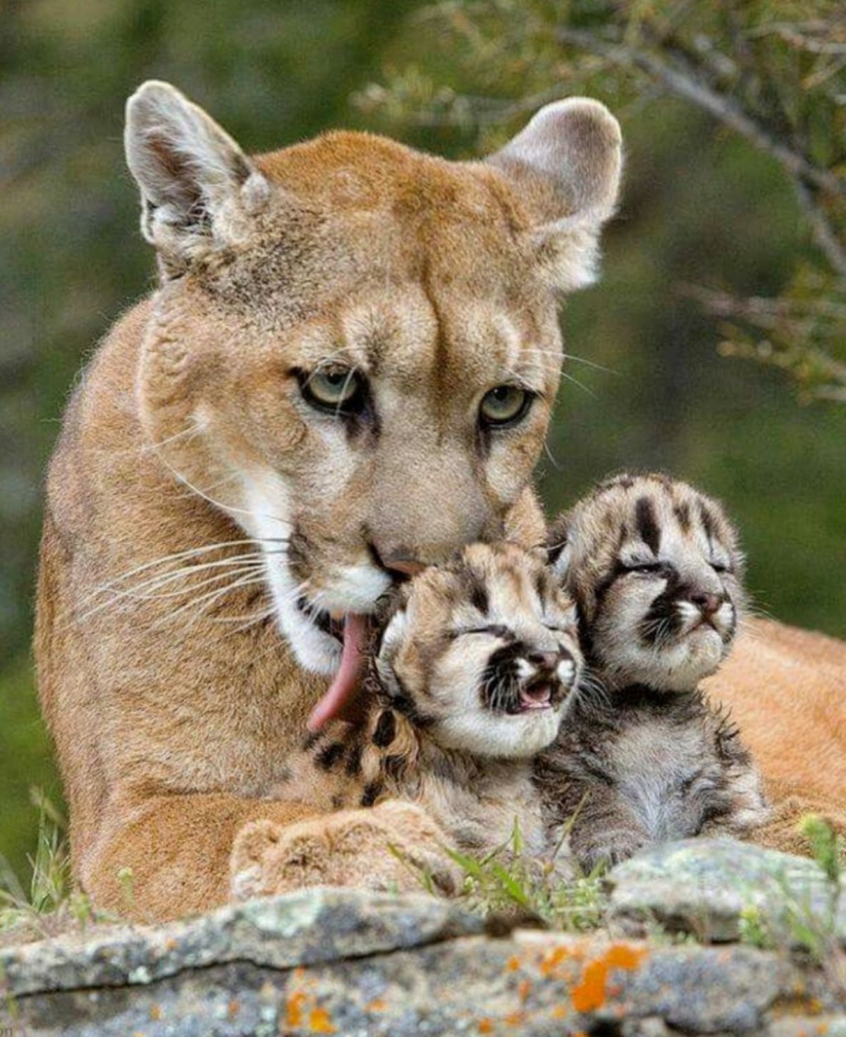 Пум пум пум