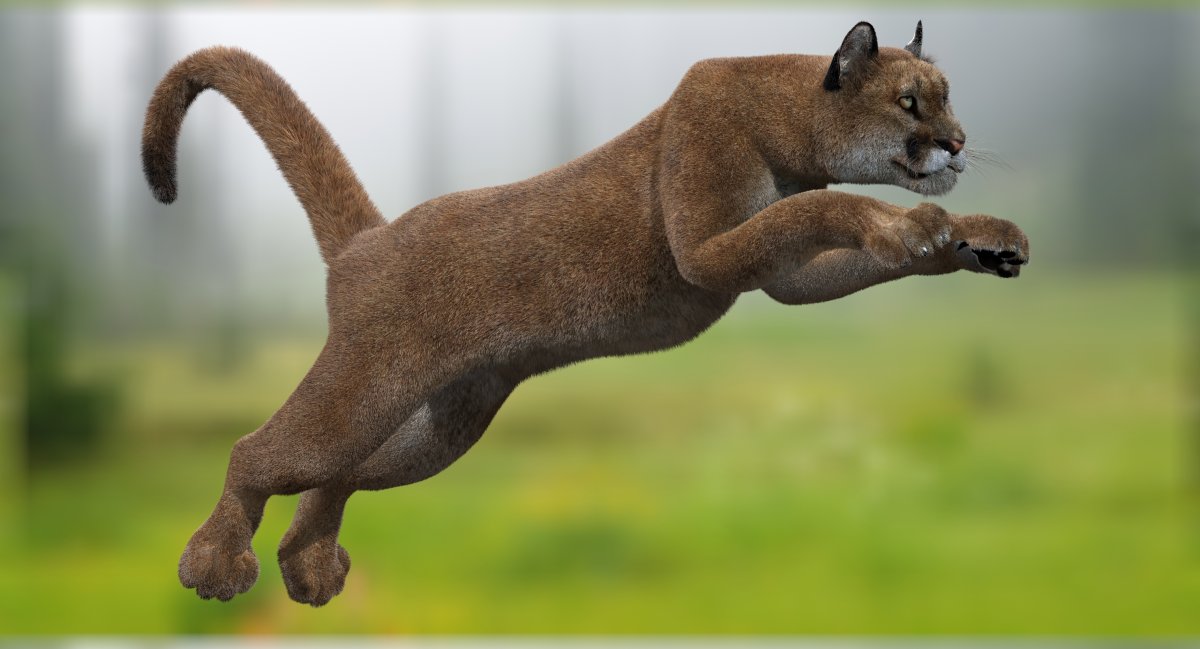 Кавказская Пума