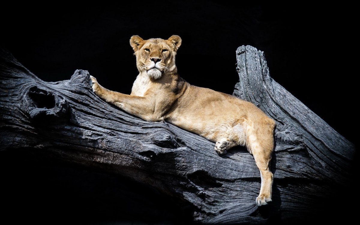 Пуматей Пума