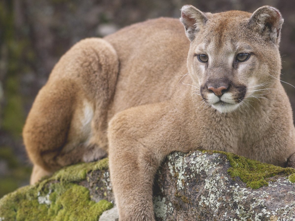 Хищные животные