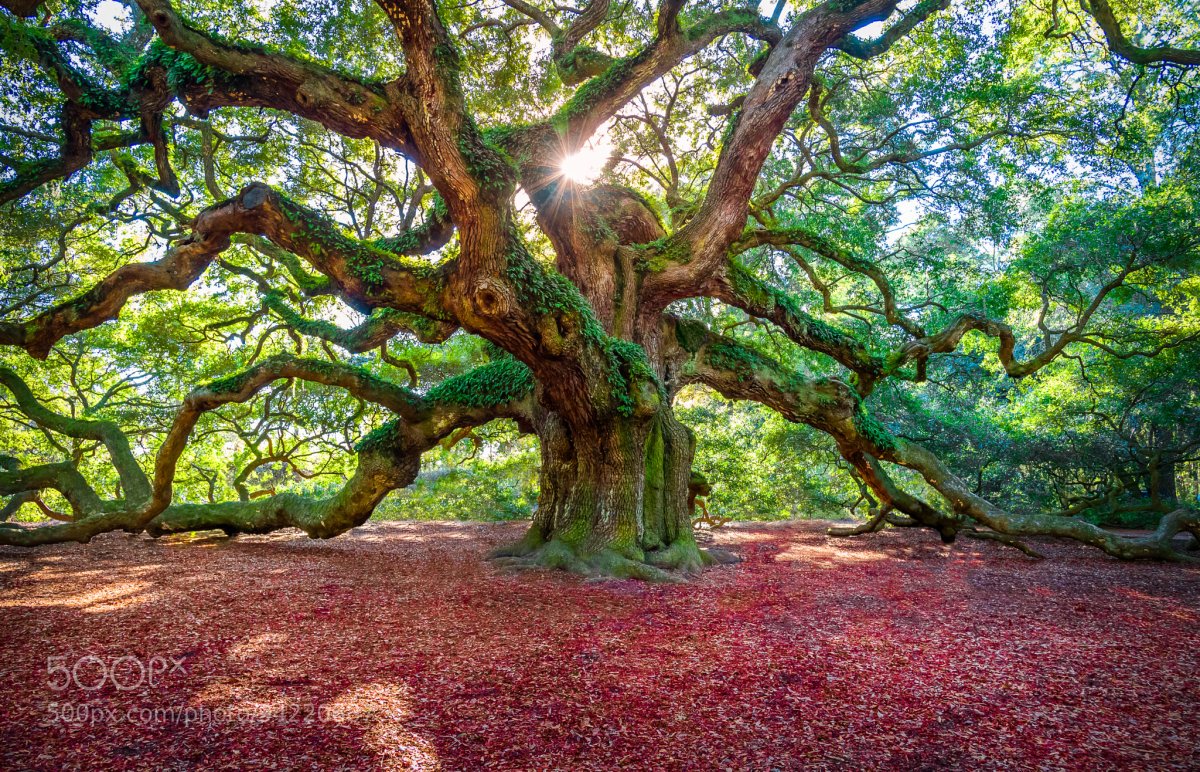 Дуб ангела Чарльстон США