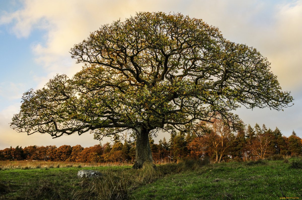 Додонский дуб