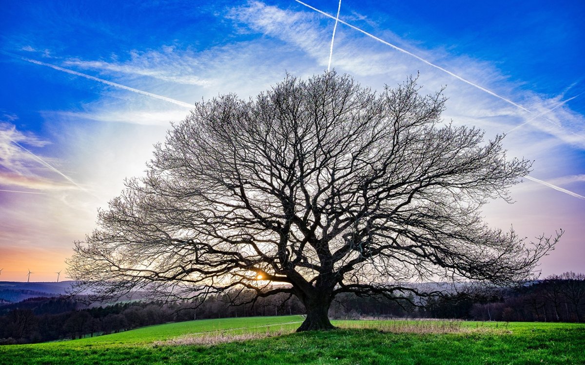 Ветка дерева