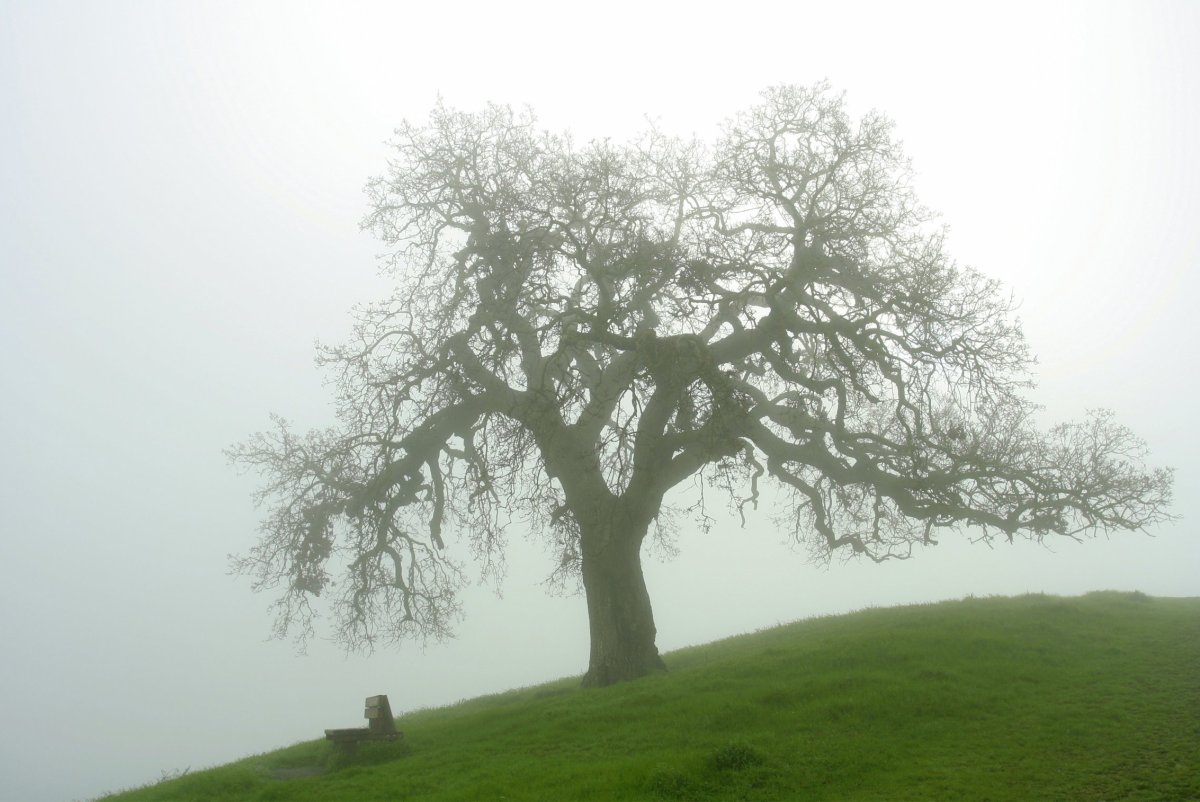 Серое дерево