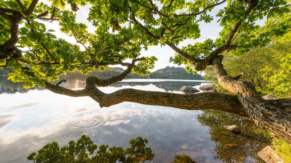 Корни дерева