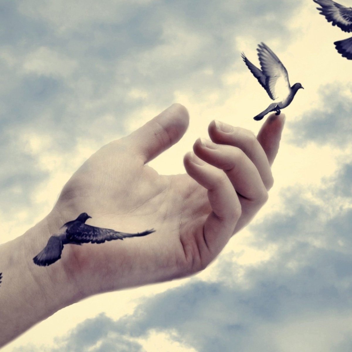 Отпустить птицу