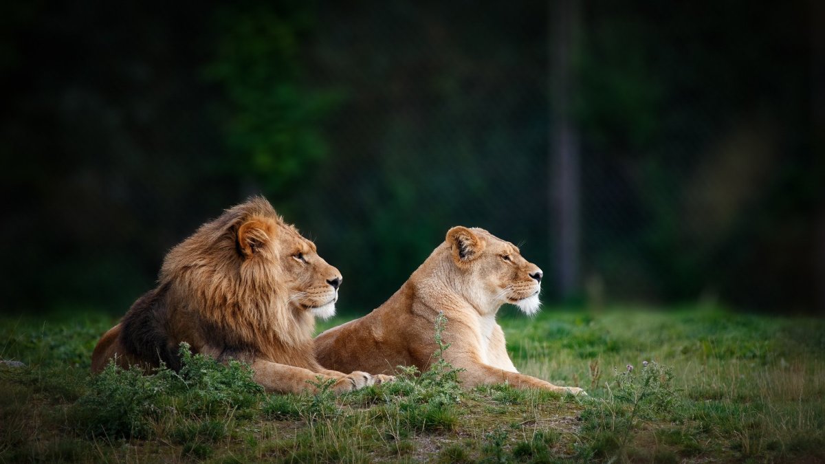 Лев и львица