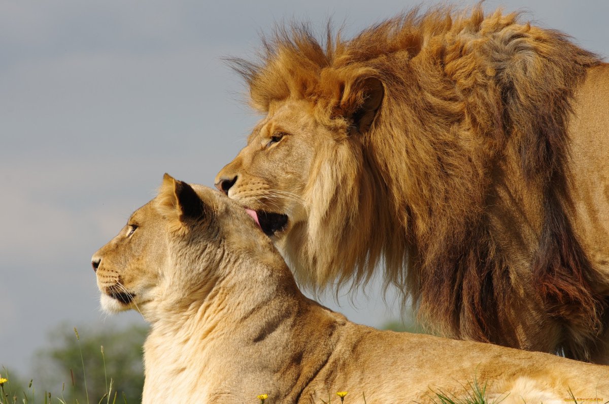 Фон для рабочего стола львица