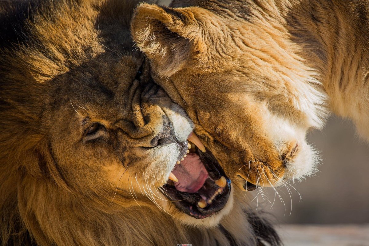 Влюбленные львы