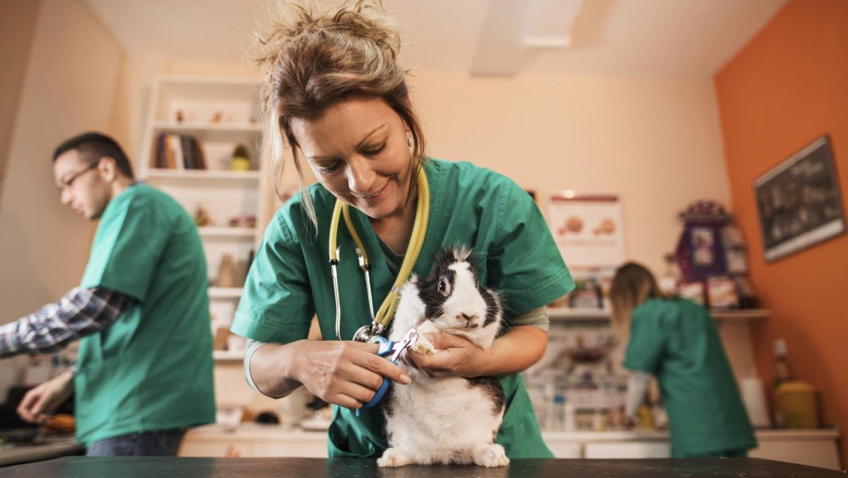 Ветеринарный фельдшер