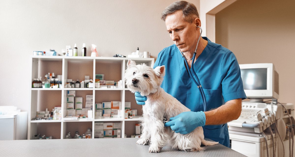 Ветеринарный врач мужчина