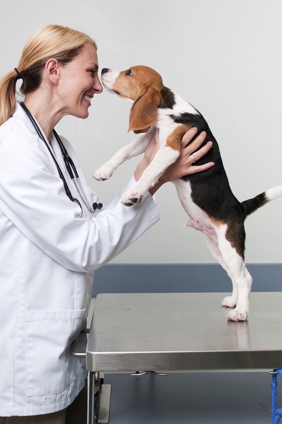 Ветеринар Эстетика профессии