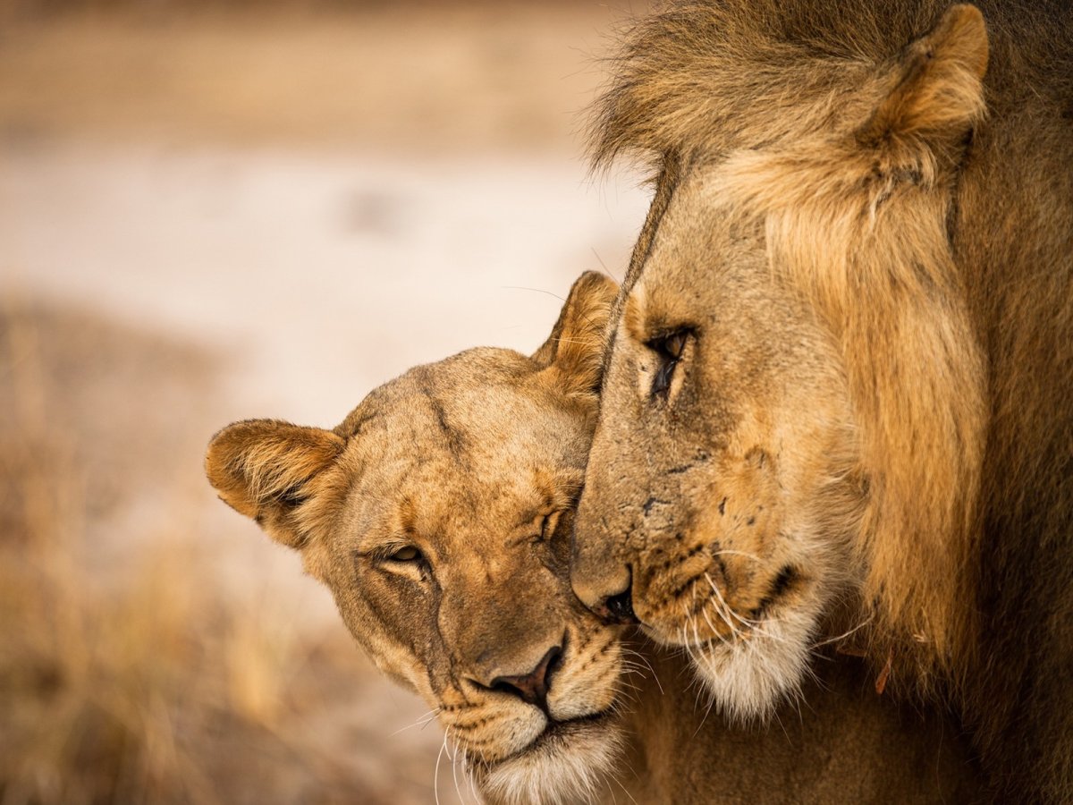Лев и львица любовь