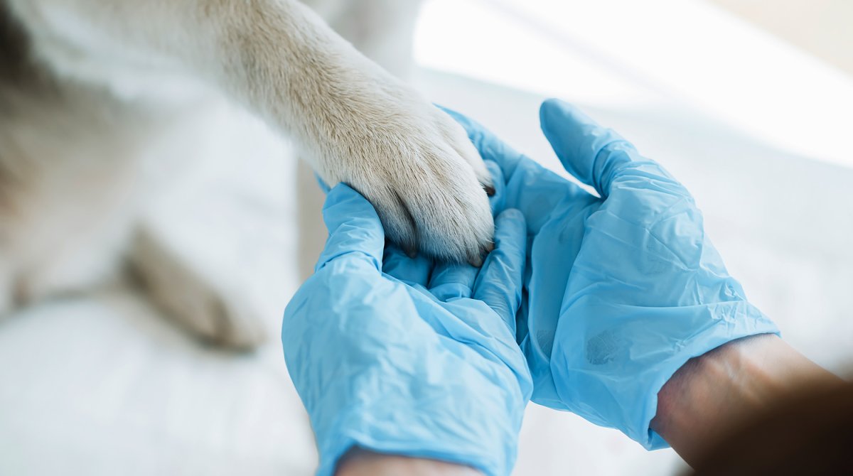 Ветеринар Эстетика