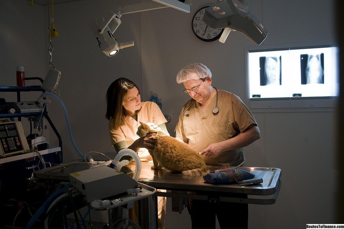 Ветеринар Эстетика