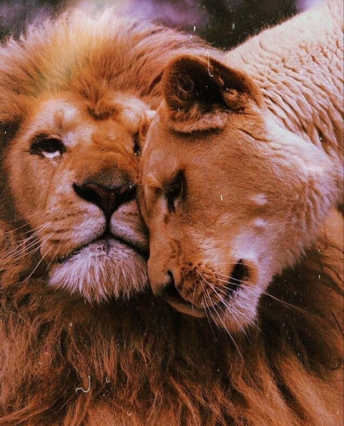 Лев и львица