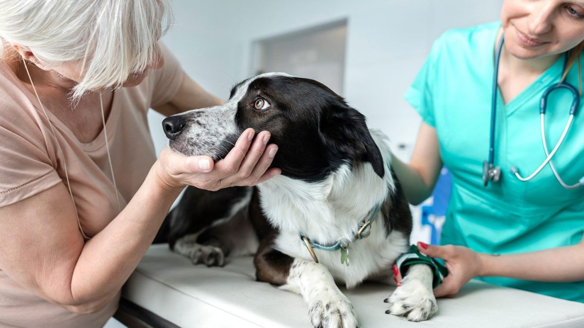 Ветеринар с собакой