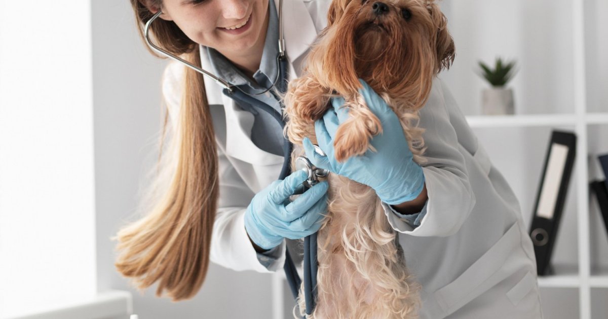 Синий крест Ветеринария