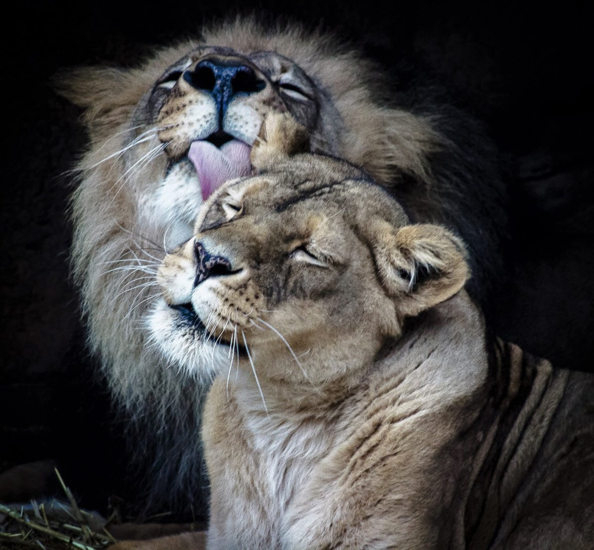 Картинки влюбленных животных