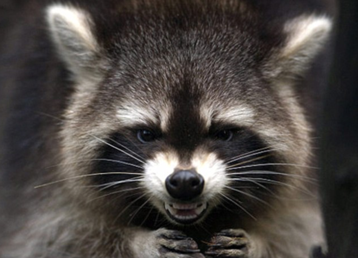 Морда енота арт