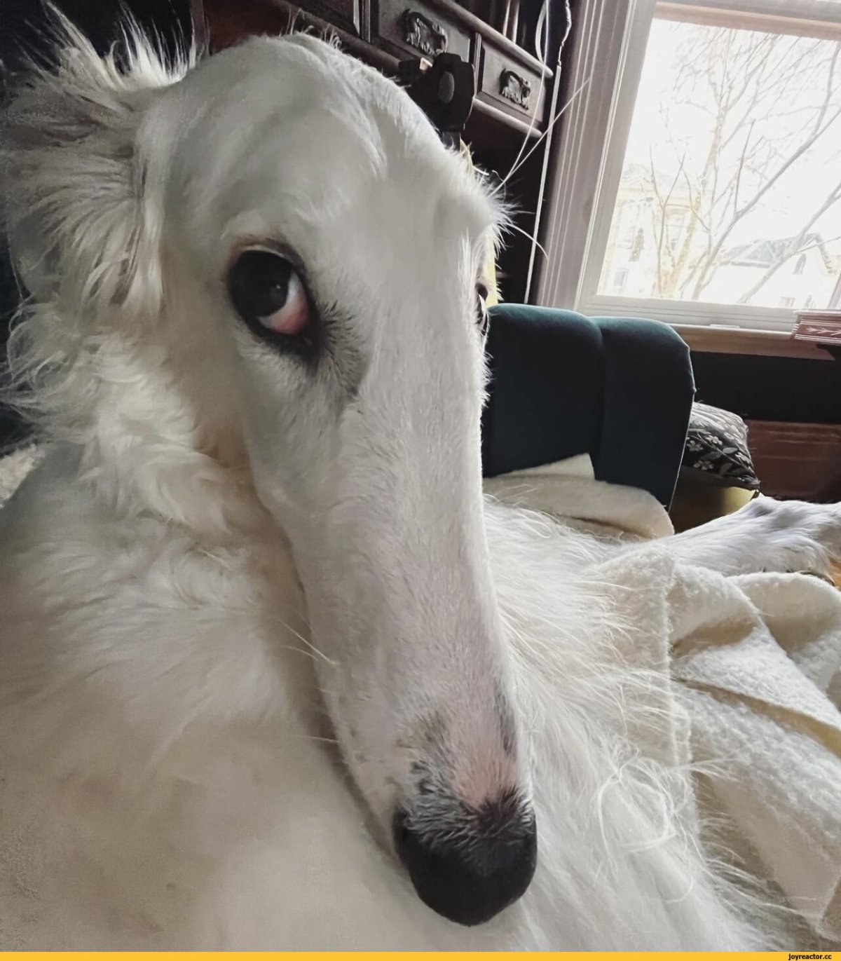 Русская борзая смешная