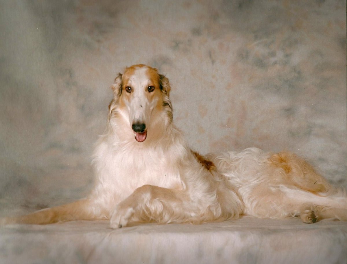 Русская борзая лежит