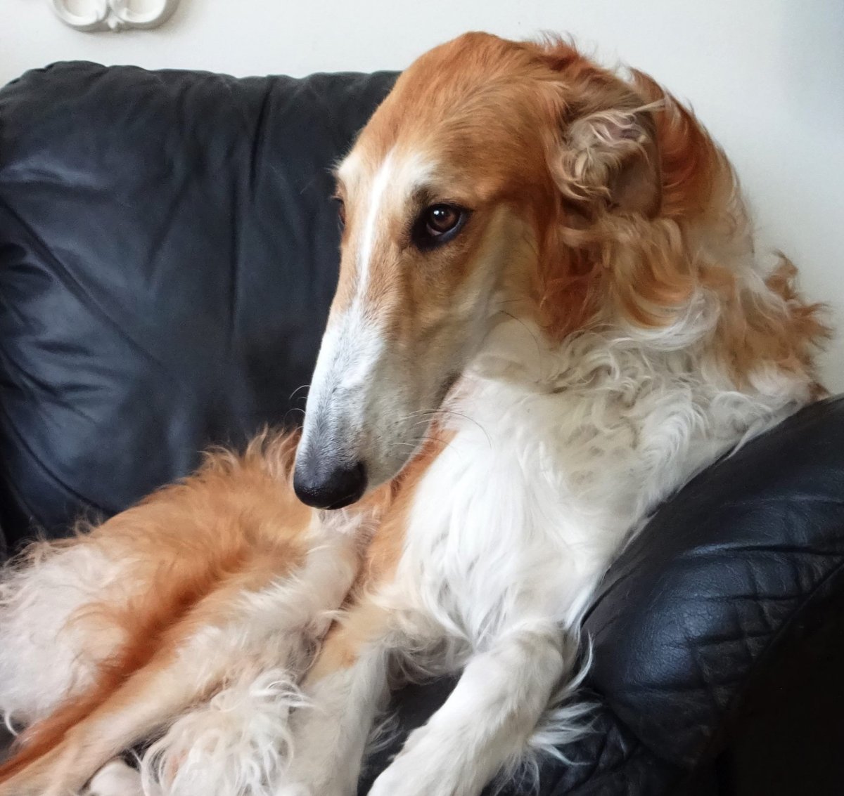 Чемальская борзая