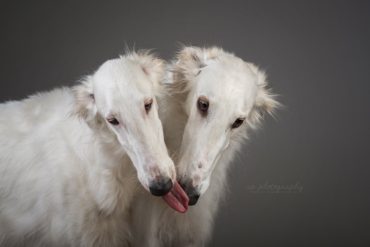 Русская псовая борзая голубая