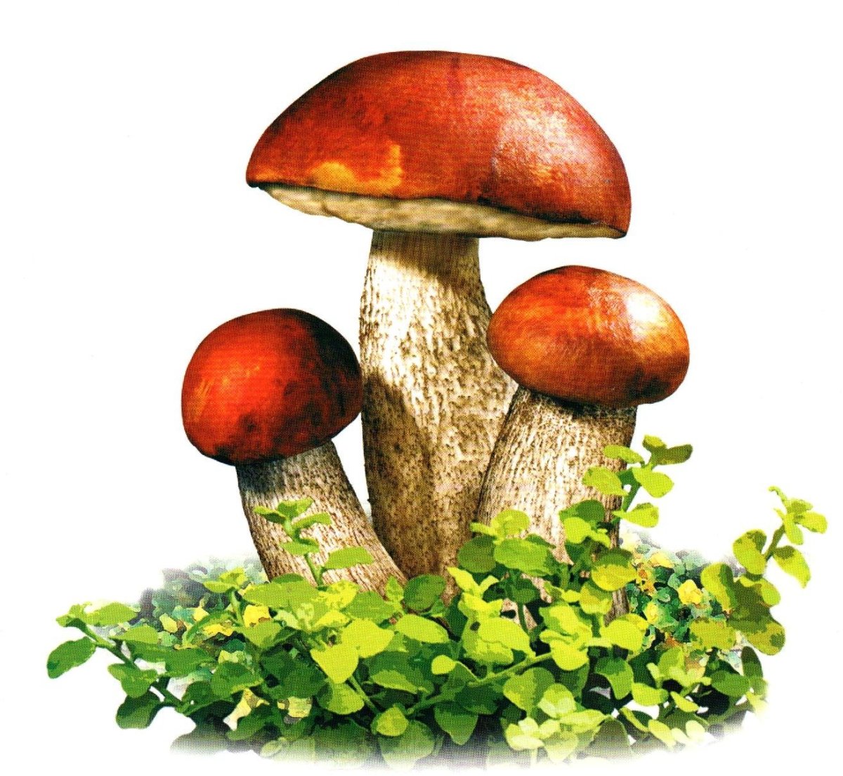 Гриб подберезовик на белом фоне