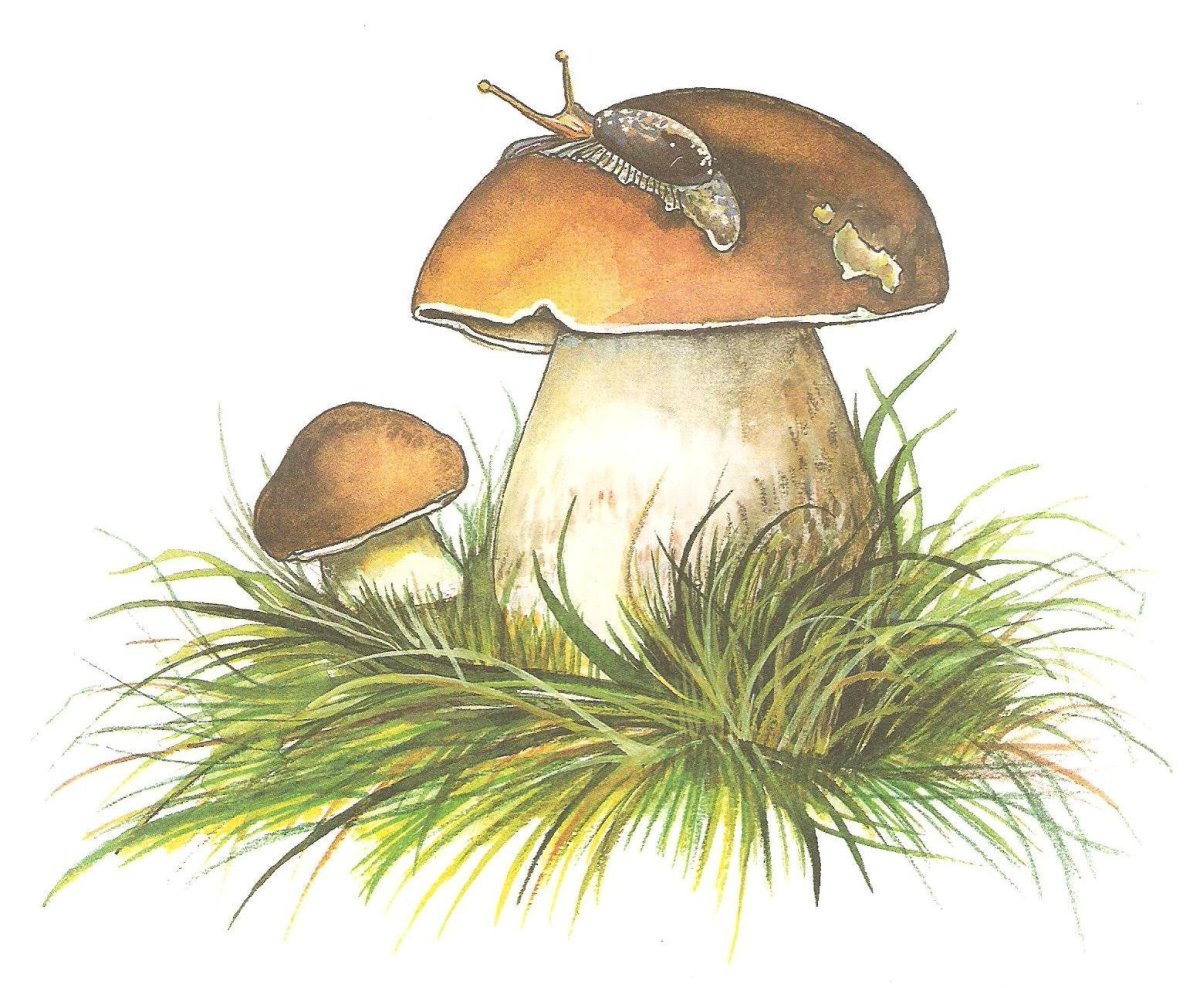 Подосиновик обыкновенный