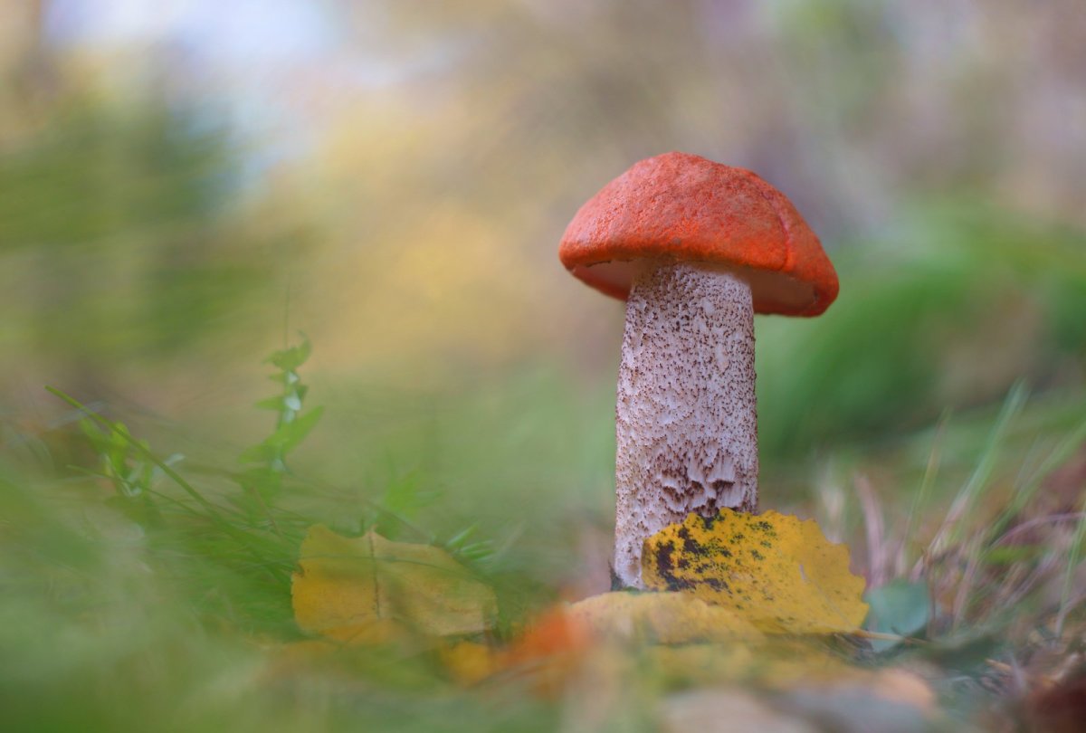 Подберезовик гриб для детей