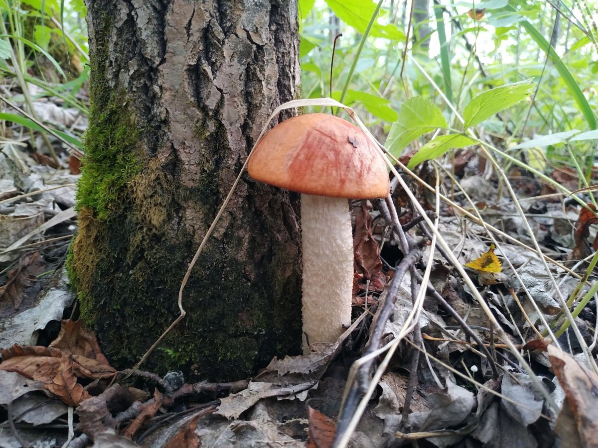 Гриб подосиновик для детей