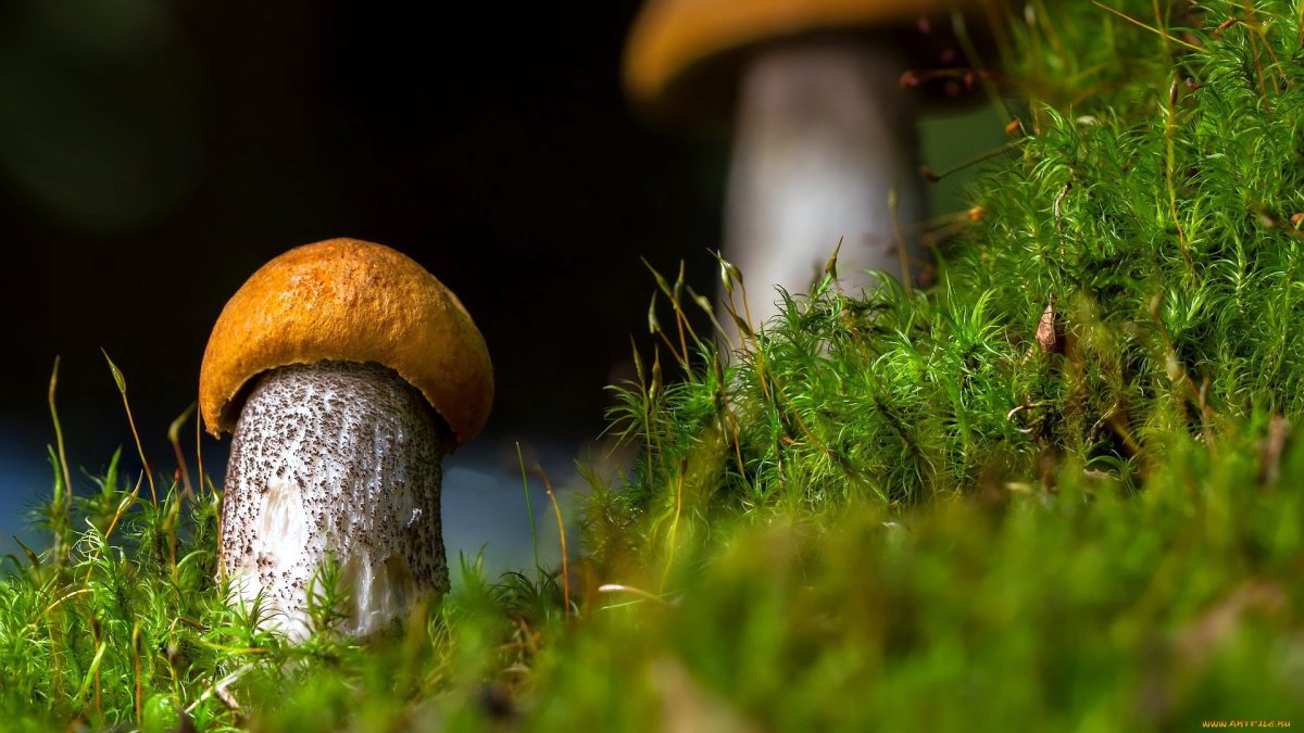 Осина и подосиновик