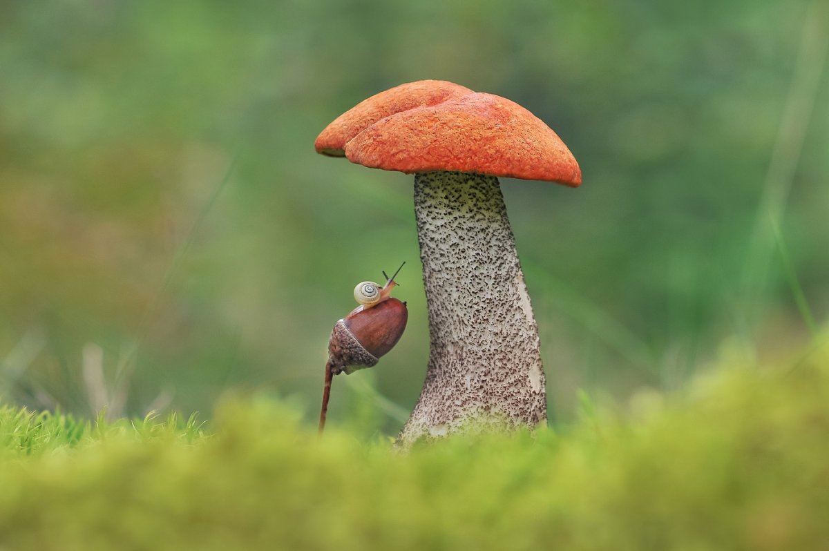 Мухомор и подосиновик