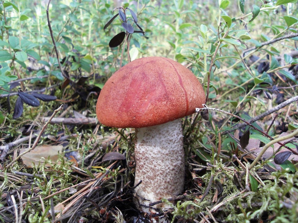 Лесной гриб подосиновик