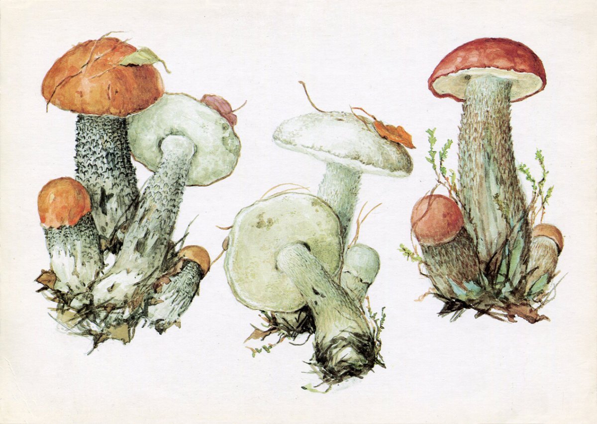 Красноголовик подберезовик