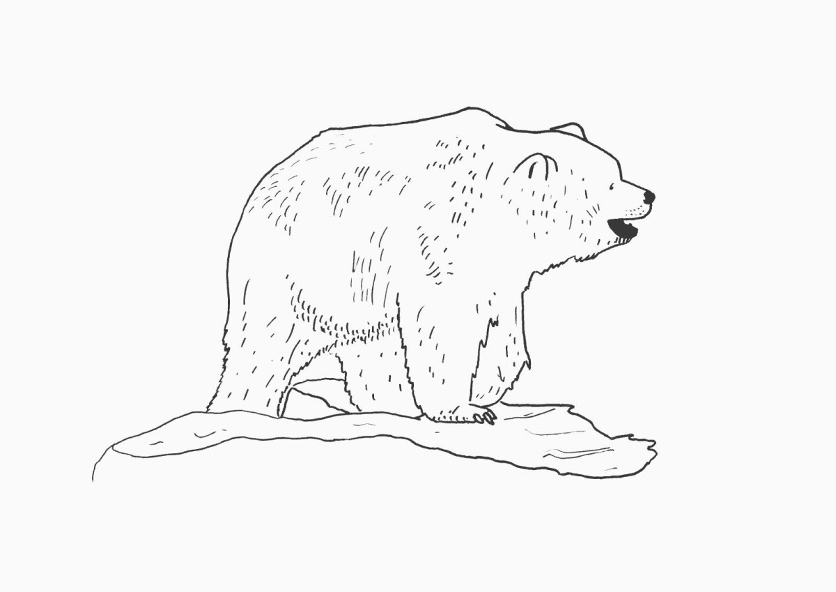 Гималайский медведь раскраска