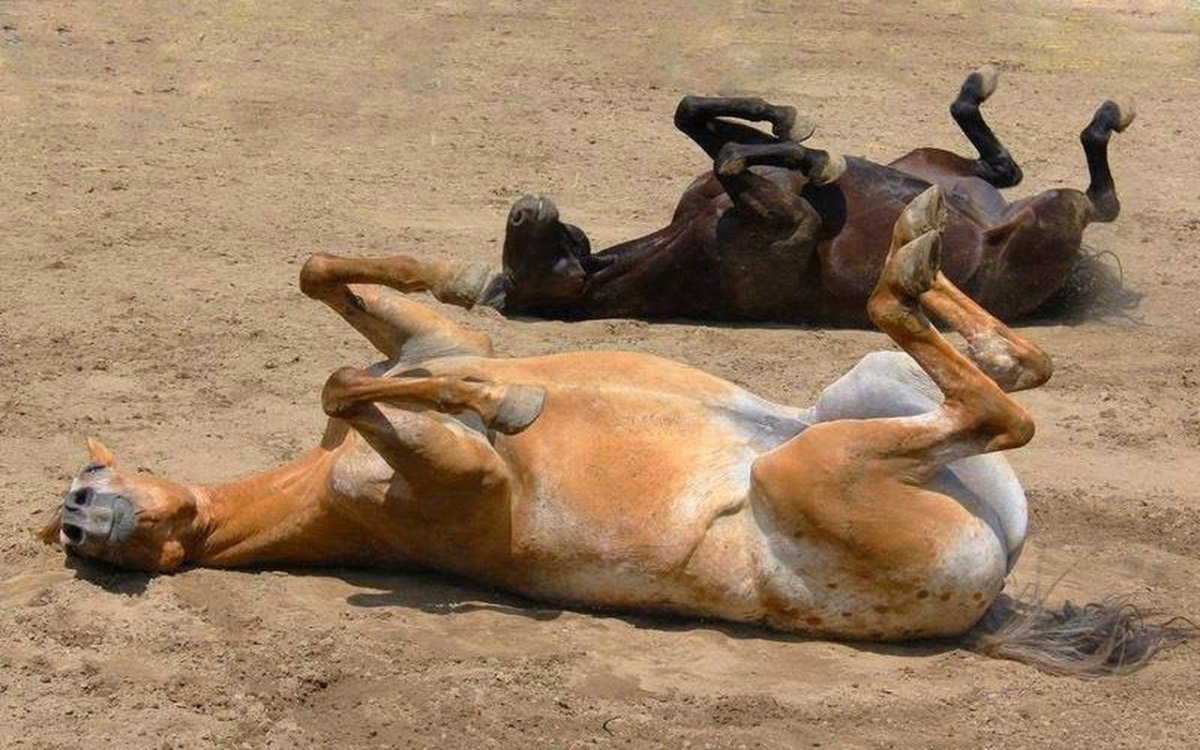 Лень юмор цитаты