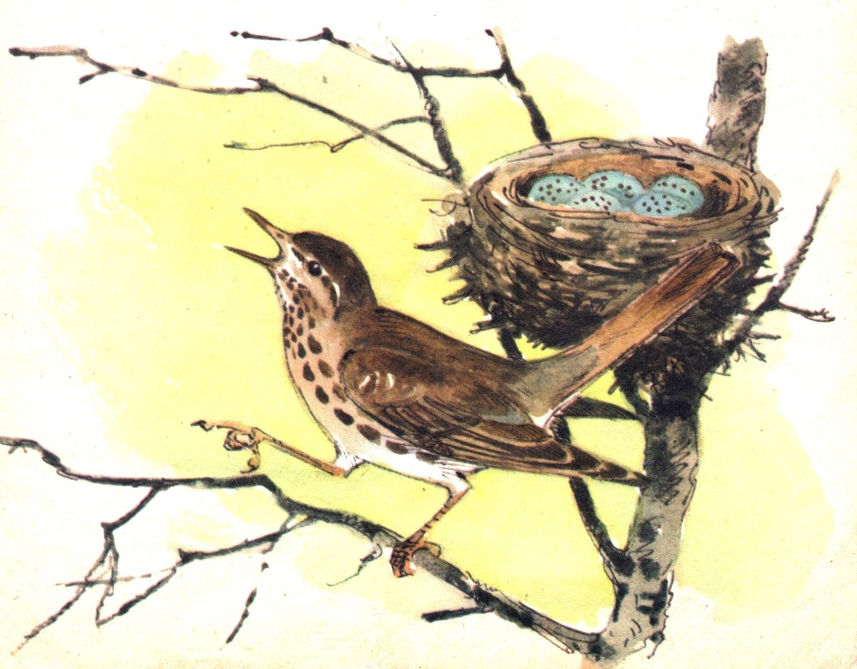 Певчий Дрозд на белом фоне