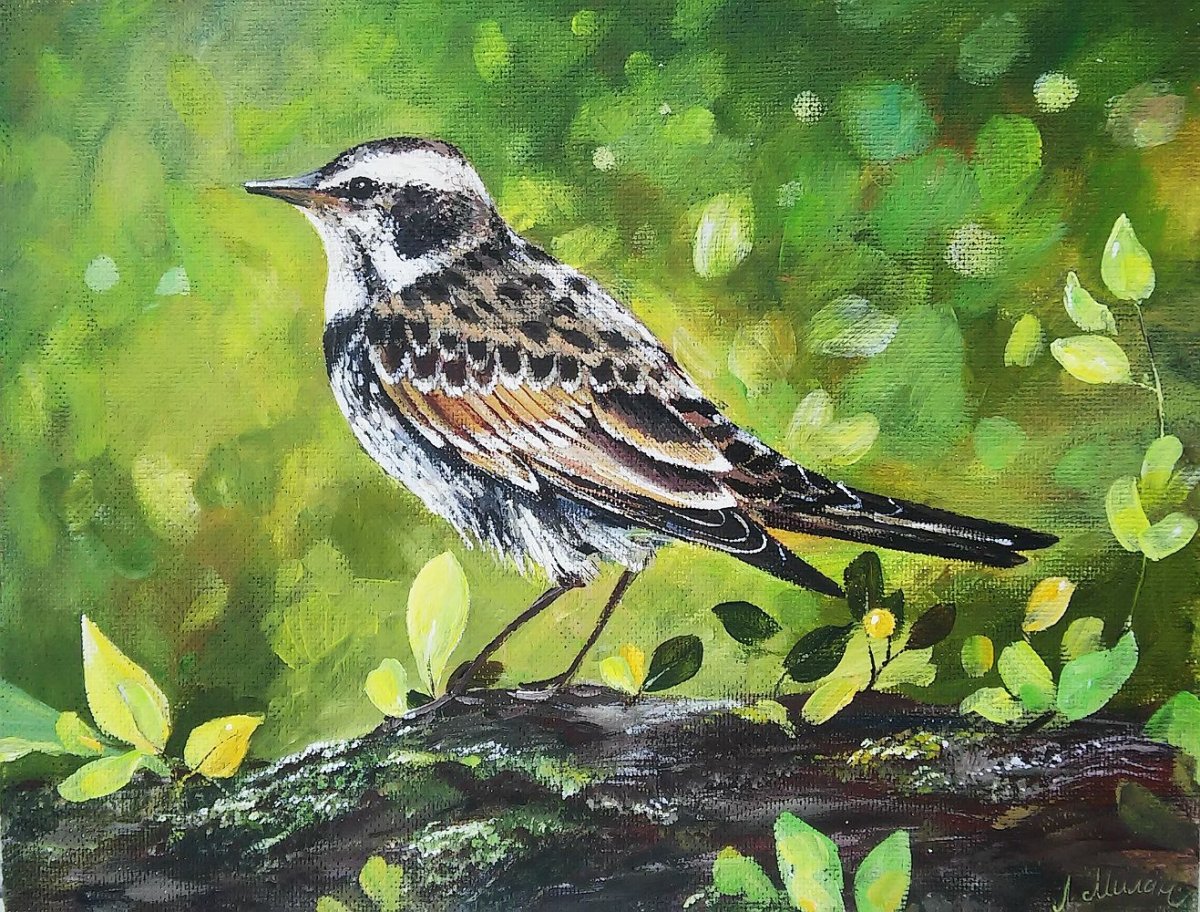 Соловей на белом фоне