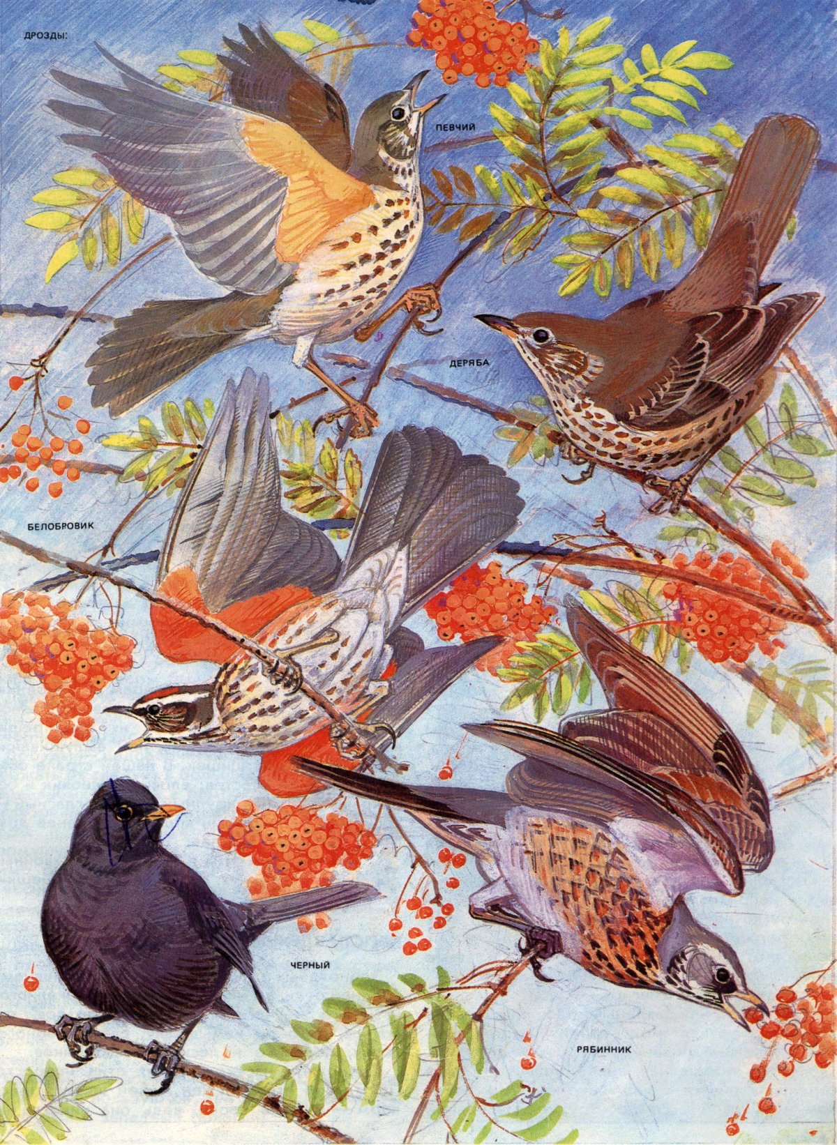 Черный Дрозд рисунок