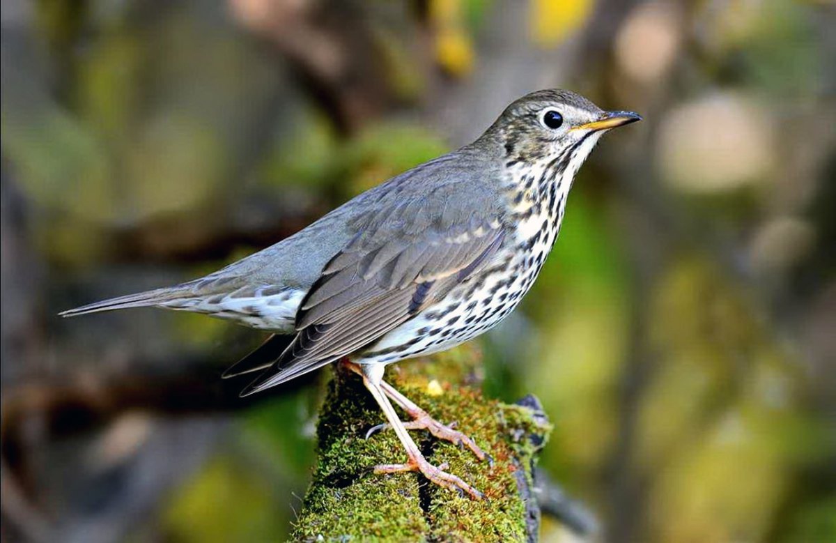 Певчий Дрозд самка