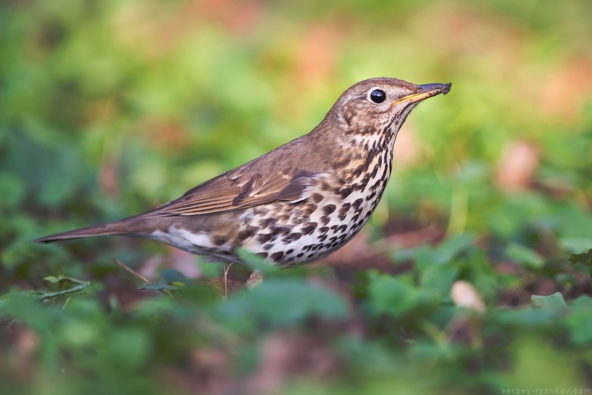 Кукша рябинник